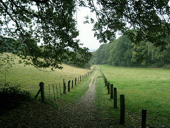 Forest, trees, fields, forests, nature, grass HD wallpaper