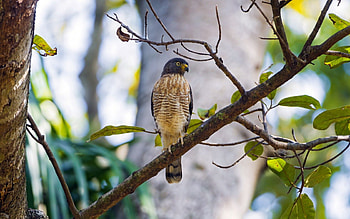 Animals, Background, Bird, Wood, Tree HD wallpaper