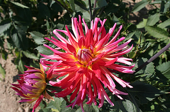 Flowers, Greens, Flower Bed, Flowerbed, Dahlias, Sunny HD wallpaper