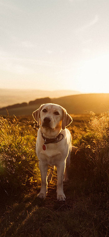 Sunset, Labrador Retriever HD phone wallpaper