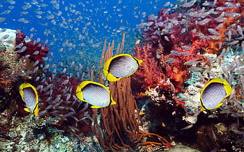 Animals, Fishes, Underwater World, Algae, Seaweed HD wallpaper