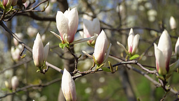 White magnolia flowers, Tree branch, Stock video HD wallpaper