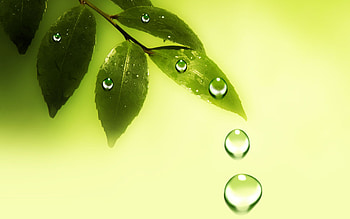 Water drops on leaves, Glistening foliage, Dewy beauty, Nature's jewels HD wallpaper