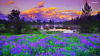 Dawn in the Forest, field, clouds, trees, nature, flowers, forest, lake HD wallpaper