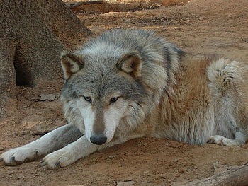 The Wolf Gracie, animal, dog, gracie, nature, wolf, three HD wallpaper