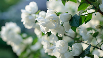 White Flower Flower Nature Spring Blossom Flowers HD wallpaper
