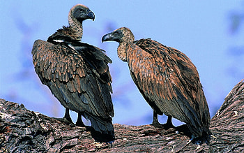 Animals, Birds, Predators, Couple, Pair, Vultures HD wallpaper
