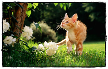 CURIOSITY, cats, flowers, orange, animals HD wallpaper