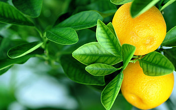 Tree, Lemons HD wallpaper