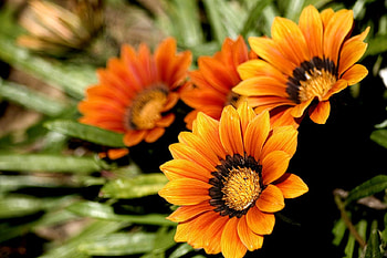 Flowers, leaves, nature, orange HD wallpaper