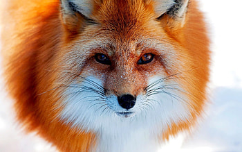 Animals, Fox HD wallpaper