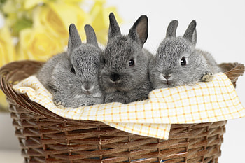 Animals, Rabbits, Sit, Basket HD wallpaper