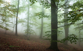 Misty Forest, mist, trees, nature, forest HD wallpaper