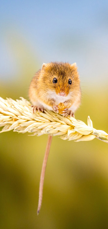 Mouse, rodent species, woodland animal, furry friend HD phone wallpaper