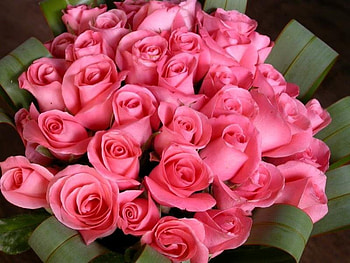 A Dozen Pink Roses, pink roses, roses HD wallpaper