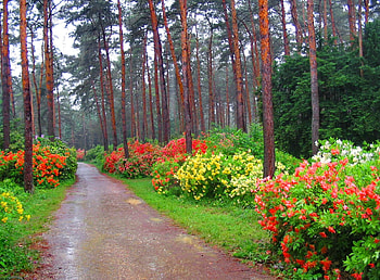 Floral alley, colorful, spring, nice, fragrance, trees, greenery, pleasant, road, beautiful, grass, park, pretty, alley, nature, scent, flowers, lovely, forest HD wallpaper