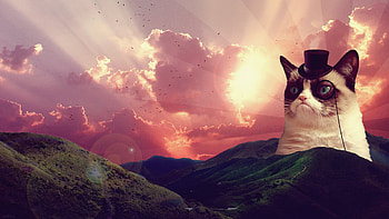 Grumpy Cat For Background, Sherice Maclean 17 HD wallpaper