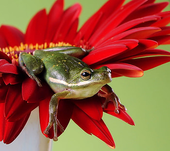 Resting spot, frog, green, red, flower HD wallpaper