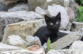 Cat, kitten, sweet, kitty, cats, cute, beautiful, paws, beauty, cat face, pretty, animals, face, lovely, hat HD wallpaper