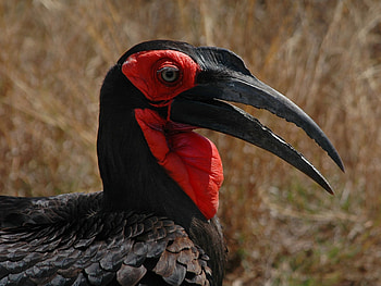 Animals, Bird, Beak, Head, Kaffir Horned Raven, Kafar Horned Crow HD wallpaper