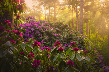 Flowers in forest, nature, jungle, Flower, forest HD wallpaper