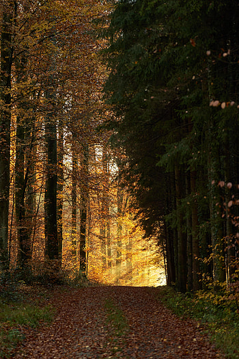 Nature, Trees, Shine, Light, Beams, Rays, Forest, Path HD phone wallpaper