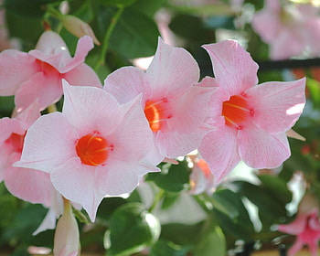 Beautiful Mandevilla, graphy, tropical, perennial, summer, pink, plant, potatoe, prehistoric, vine, trumpet, annual, mandevilla, nature, flowers, biennial HD wallpaper