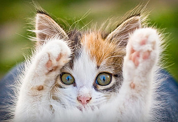 Kitten, cats, animals HD wallpaper