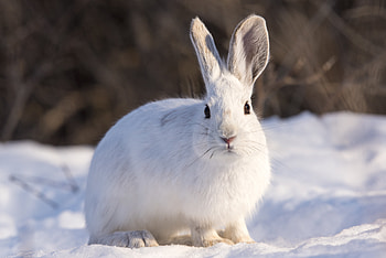 Animals, Winter, Snow, Animal, Rabbit HD wallpaper