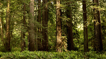 Redwood , Ryan Peltier HD wallpaper
