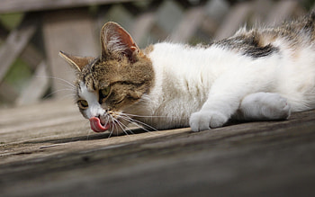 Animals, Cat, To Lie Down, Lie, Language, Tongue, Wash Up, Wash HD wallpaper