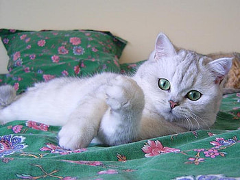Cat green eyes, animal, kitten, cat, feline HD wallpaper