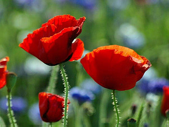 Red Poppies, stem, green, red, flower HD wallpaper