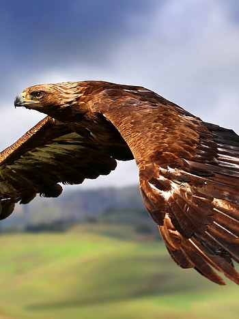 Glorious Golden Eagle, Mighty and Majestic, Striking Visual, High-Definition HD phone wallpaper