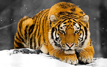 Animals, Snow, Predator, Hide, Tiger HD wallpaper