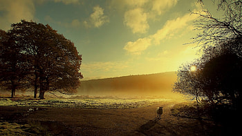 Nature, sky, cloud, tree HD wallpaper