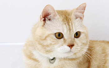 Animals, Cat, To Lie Down, Lie, Muzzle, Fat, Thick, Collar HD wallpaper
