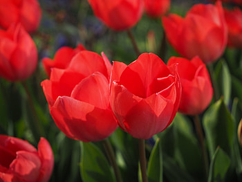 Flowers, Tulips, Flower Bed, Flowerbed, Buds HD wallpaper