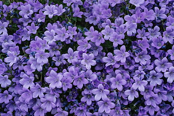 A stunning display of vibrant purple Campanula flowers in full bloom captures the essence of spring. HD wallpaper