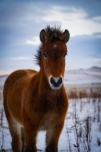 Animals, Brown, Animal, Horse, Pony HD phone wallpaper
