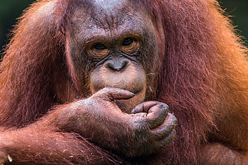 Orangutan, Borneo's beauty, , Wildlife treasure HD wallpaper