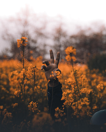Flowers, Hand, Miscellanea, Miscellaneous, Hollow, Wildflowers HD phone wallpaper