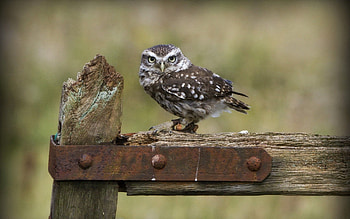 Animals, Owl, Bird, Wood, Wooden, Sit, Predator HD wallpaper
