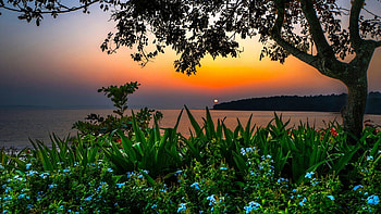 ✿*ﾟThe evening’ﾟ･✿, sea, horizon, shore, the evening, sunset, tree, beach HD wallpaper