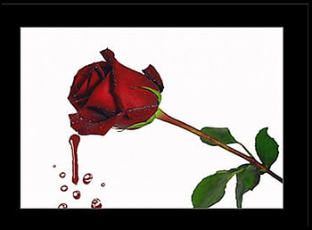 Blood Rose, blood droplets, red rose, black frame HD wallpaper