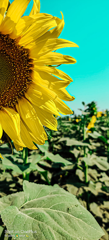 Sun flower HD phone wallpaper
