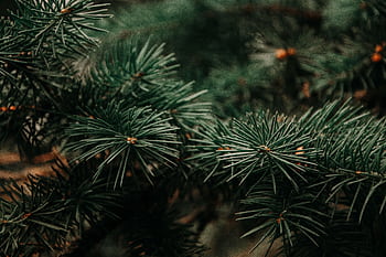 Detailed close-up of evergreen pine needles in focus, showcasing natural texture and color. HD wallpaper