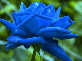 Sad and Blue., rose, sad, lonely, empty HD wallpaper