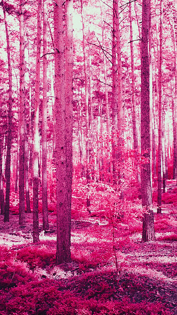Pink, Pink Colour Forest HD phone wallpaper