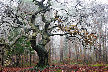 Beech tree, Nature's beauty, Stunning foliage, Tranquil forest HD wallpaper